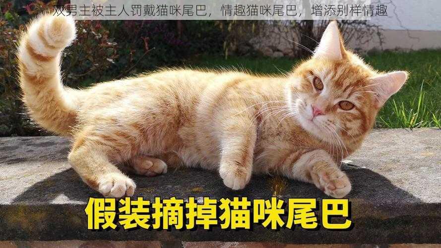 双男主被主人罚戴猫咪尾巴，情趣猫咪尾巴，增添别样情趣